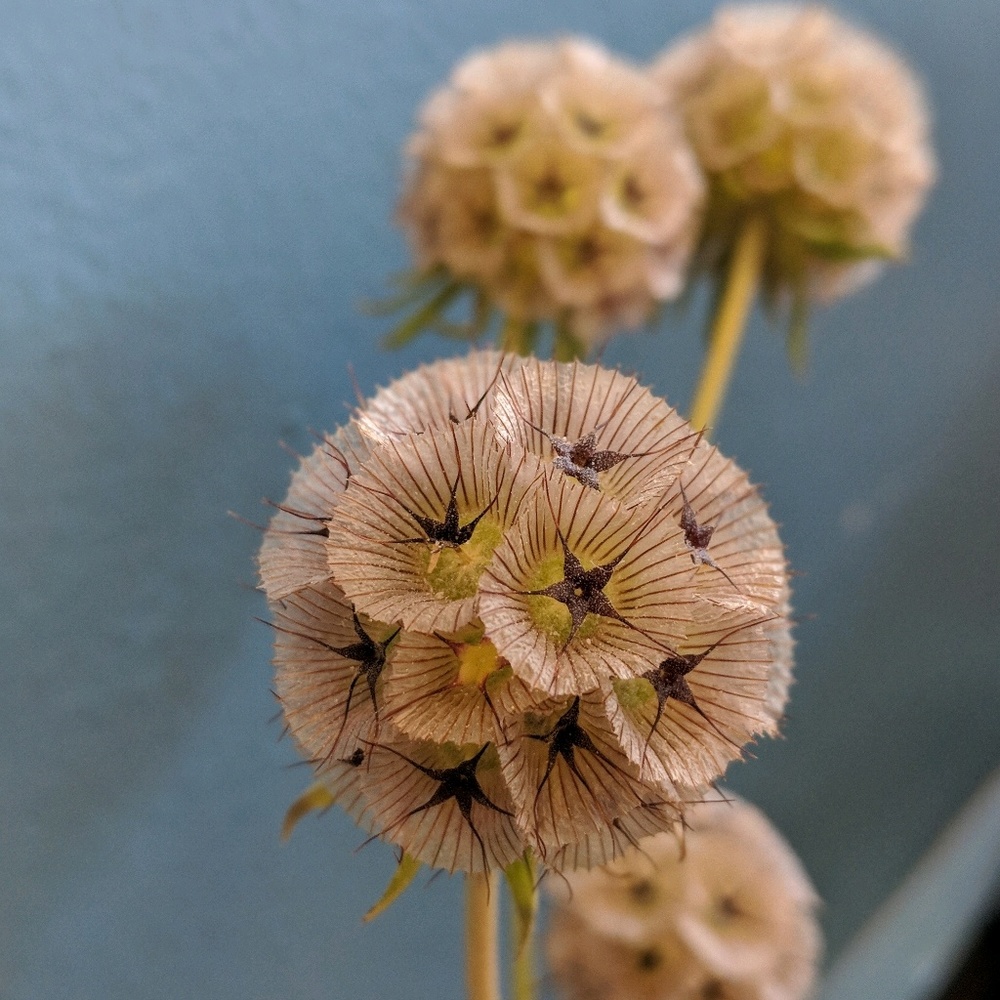 Meet your Posher, Daf